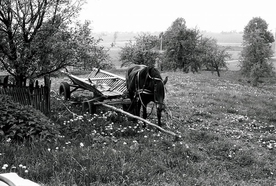 Antano bėris