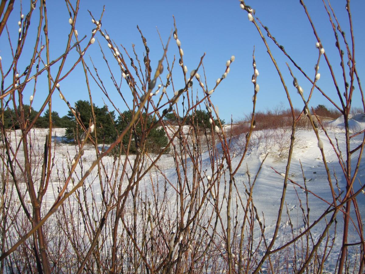 Kvesų karjeras